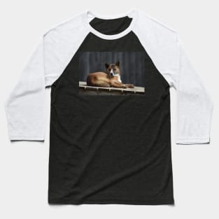 Dingo Baseball T-Shirt